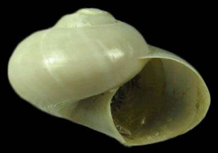 Chonospeira nuda