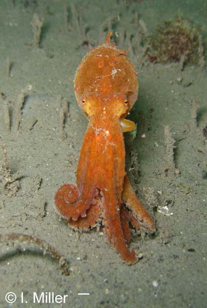 Aplacophora-Cephalopods-Scaphopods